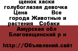 щенок хаски  голубоглазая девочка › Цена ­ 12 000 - Все города Животные и растения » Собаки   . Амурская обл.,Благовещенский р-н